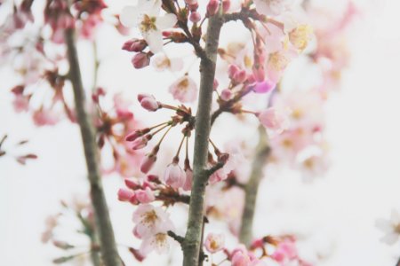 Close-Up Photography Of Cherry Blossom photo