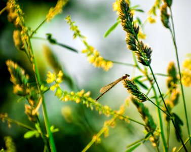 Brown Damselfly Perched On Yellow Flower In Selective Focus Photography photo