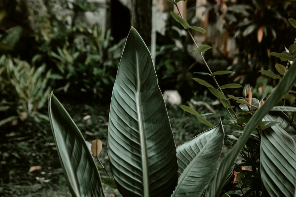 Shallow Focus Photography Of Green Leafed Plant