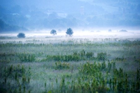 Foggy Green Field