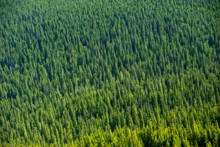 Aerial View Of Forest Trees photo