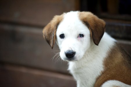 Brown And White Border Collie Mix Puppy photo
