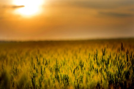 Green Field During Sunset
