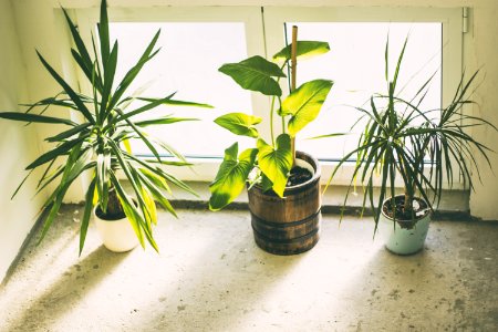 Three Green Potted Plants photo