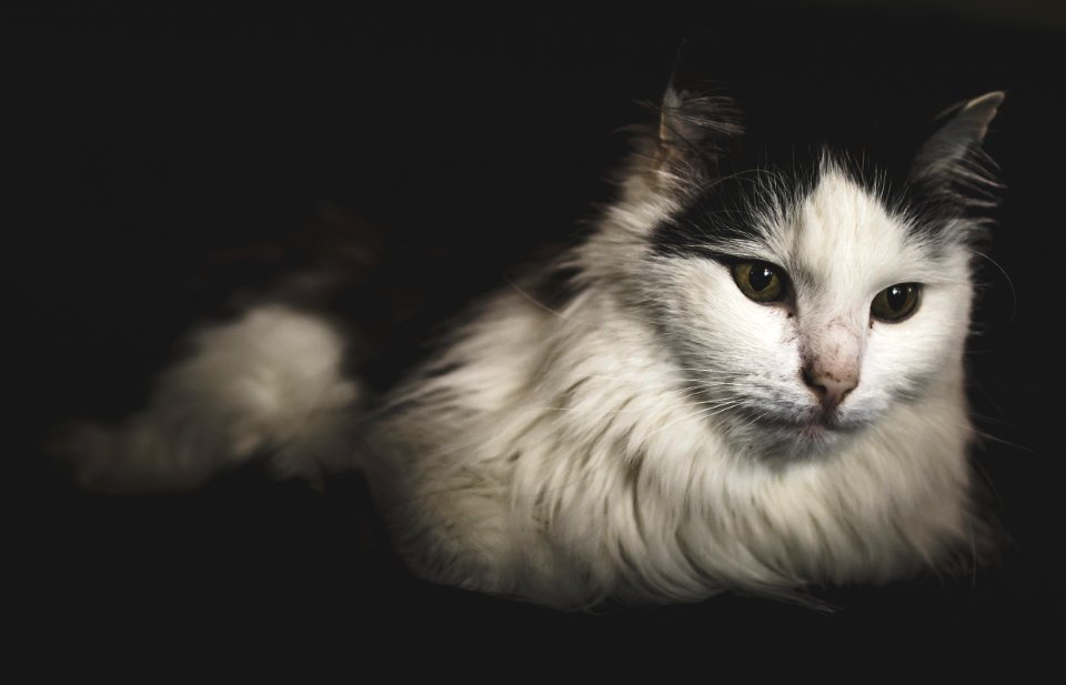 Long-fur White And Black Cat photo