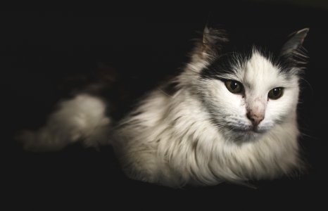 Long-fur White And Black Cat