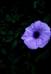 Close-Up Photography Of Purple Flower photo