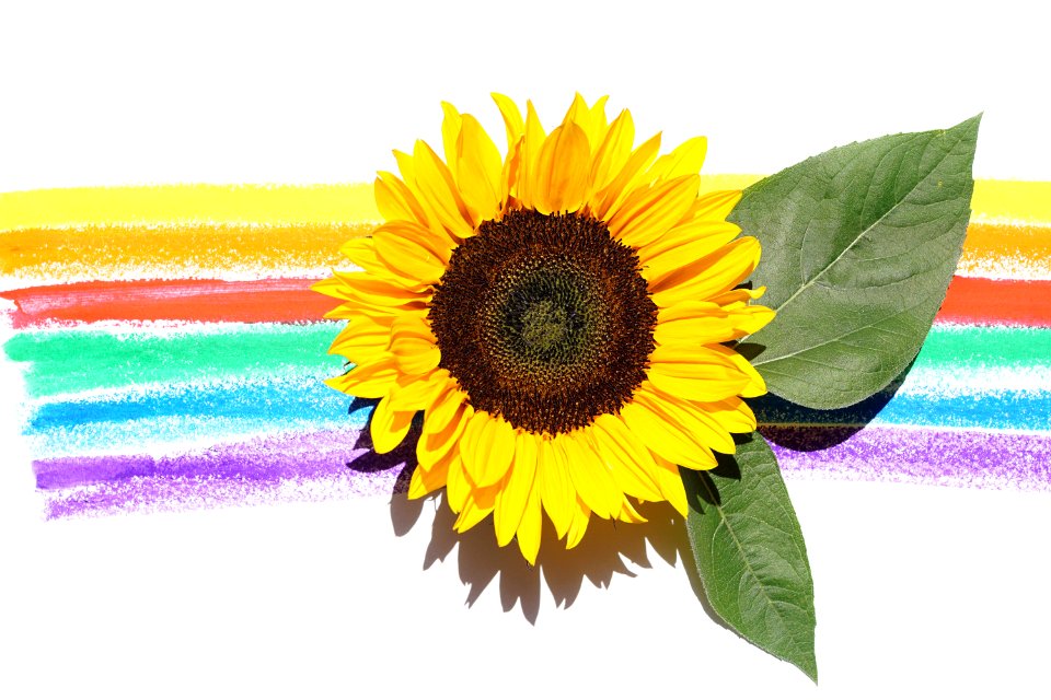 Yellow Sunflower With Leaves