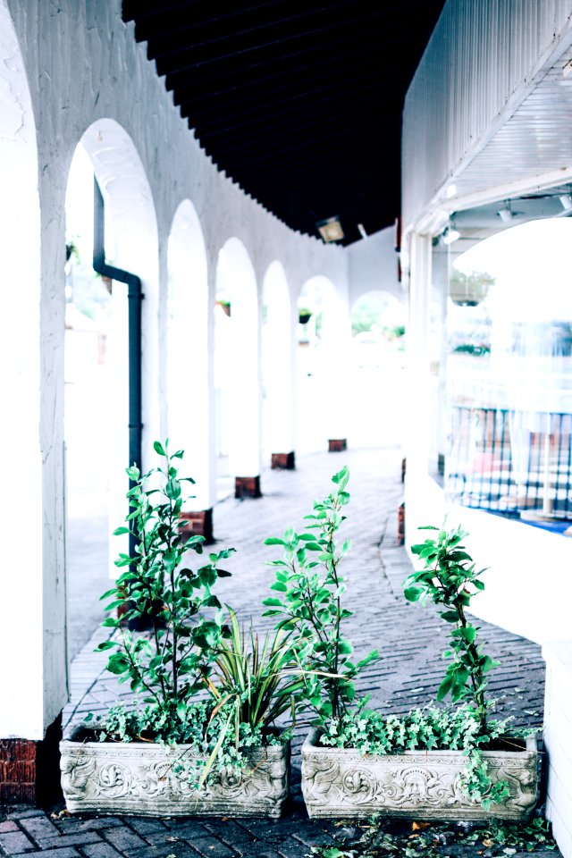 Green Leafed Plants On Hallway