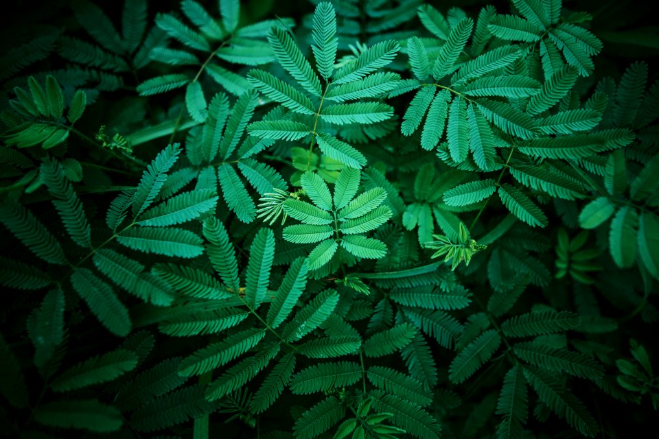 Photography Of Leaves