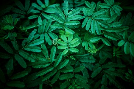 Photography Of Leaves
