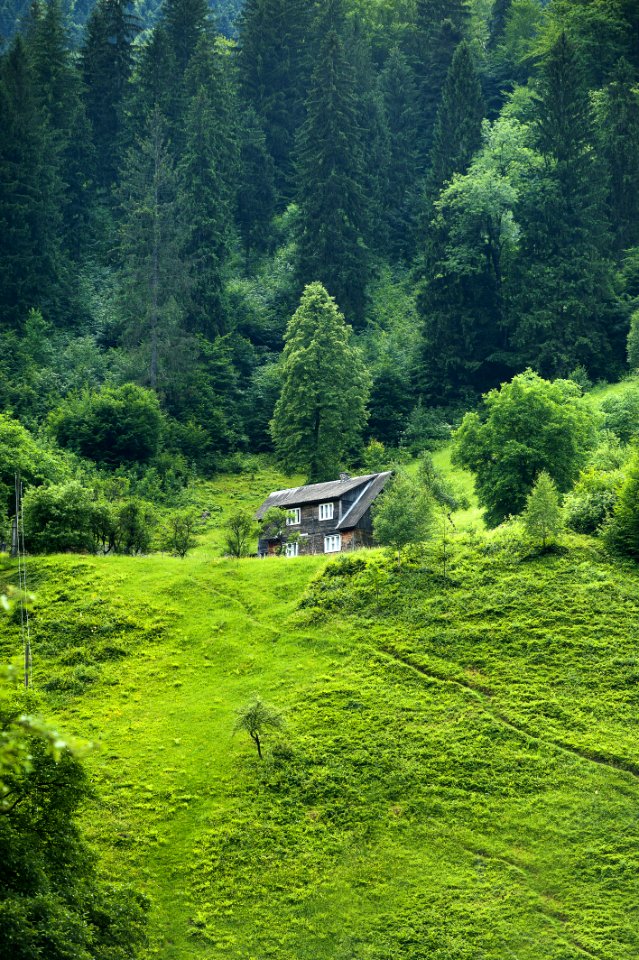 Brown Wooden House Surrounded By Green Trees