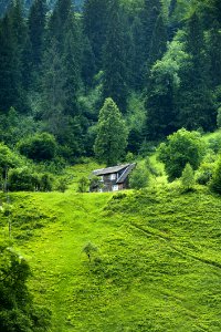 Brown Wooden House Surrounded By Green Trees