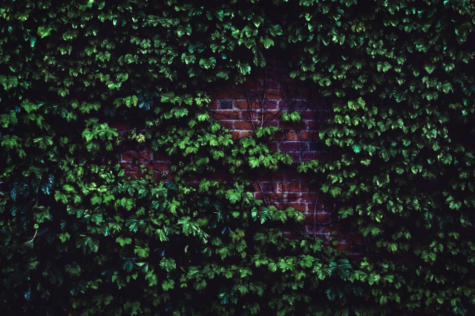 Green Plants In Wall Bricks At Daytime