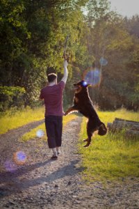 Man In Maroon T-shirt Playing With His Large Short-coated Black And Brown Dog photo