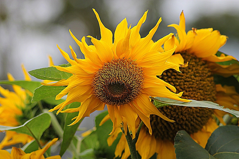 Plant natural blossom