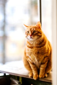 Selective Focus Photography Of Orange Tabby Cat photo