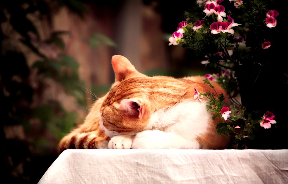 Orange Tabby Cat