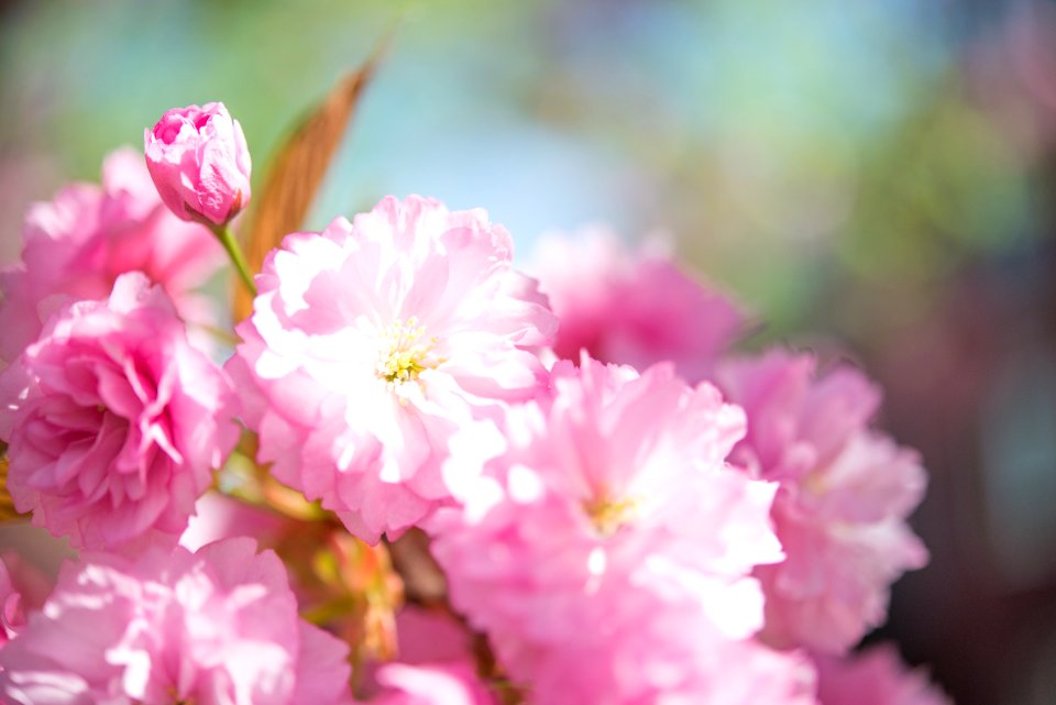 Shallow Focus Photo Of Pink Flowers