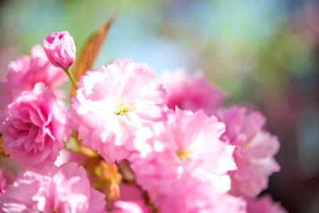 Shallow Focus Photo Of Pink Flowers photo