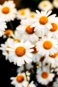 Closeup Photo Of White Daisy Flowers photo