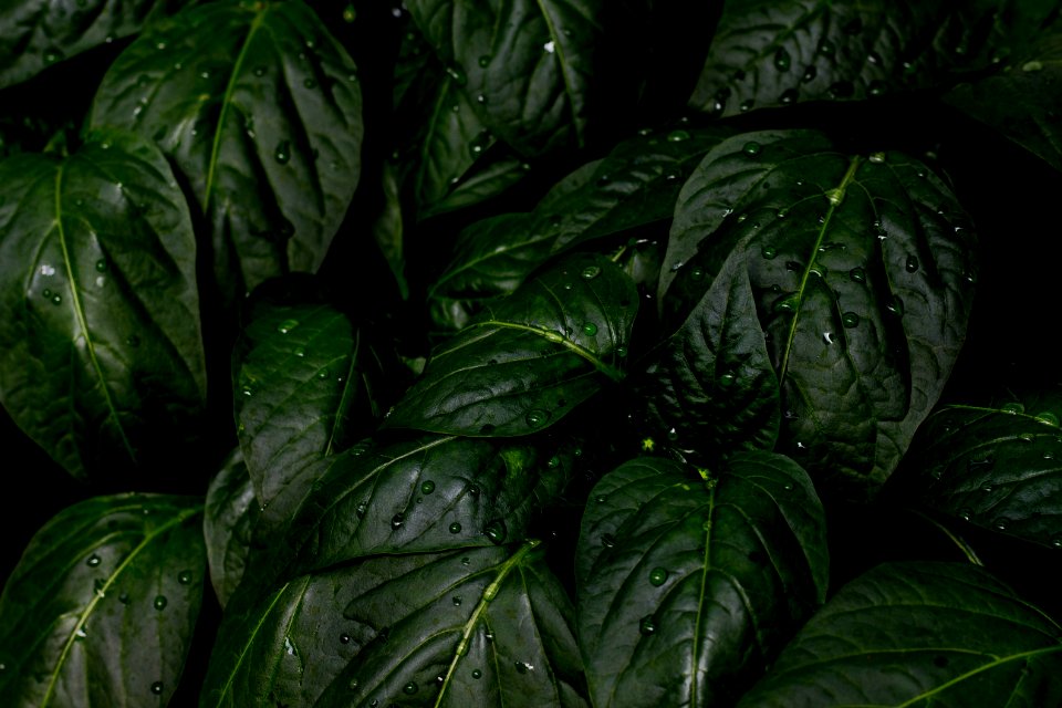 Green Leafed Plant