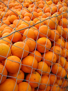 Oranges citrus vitamins