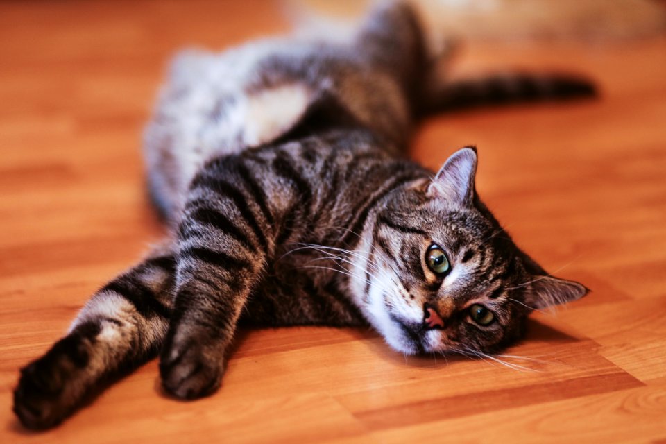 Close-up Photography Of A Tabby Cat photo