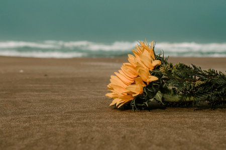 Yellow Flowers On Brown Sand photo