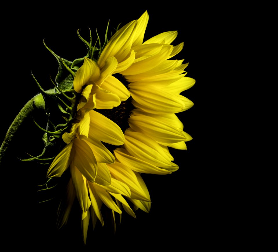 Close Photo Of Yellow Sunflower On Black Background