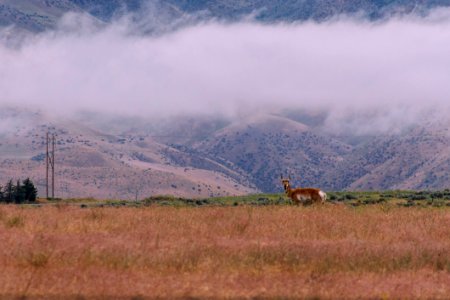 Brown And White Deer On Brown Grass