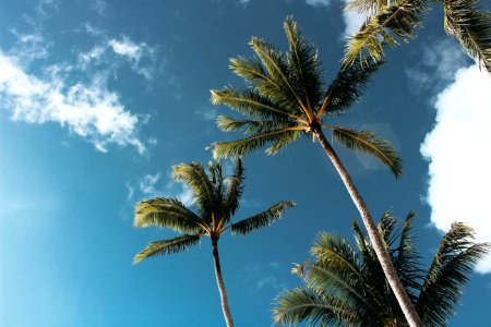 Low-angle Photography Of Palm Trees photo
