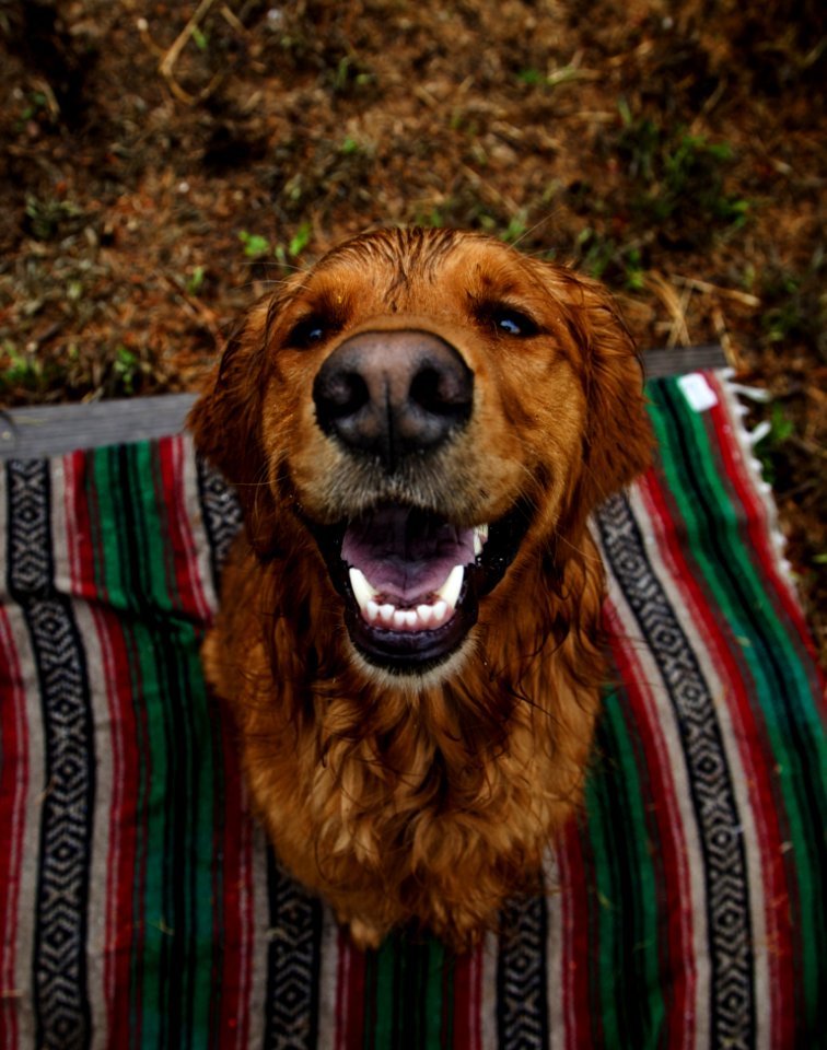 Adult Dark Golden Retriever Sits On Multicolored Striped Mat