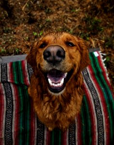 Adult Dark Golden Retriever Sits On Multicolored Striped Mat photo