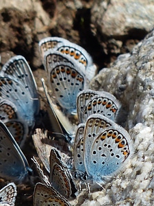 Common blue lycaenidae common bläuling photo