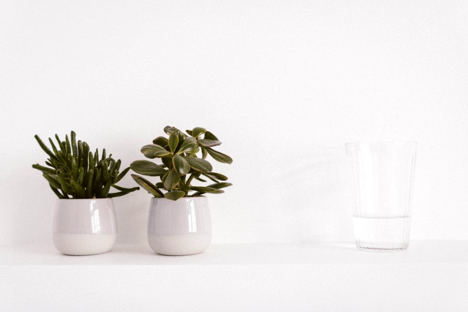 Two Round Ceramic Potted Green Plants And Liquid Filled Clear Drinking Glass