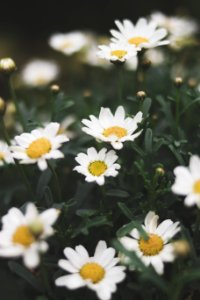 Shallow Focus Photograph Of Daisy Flower