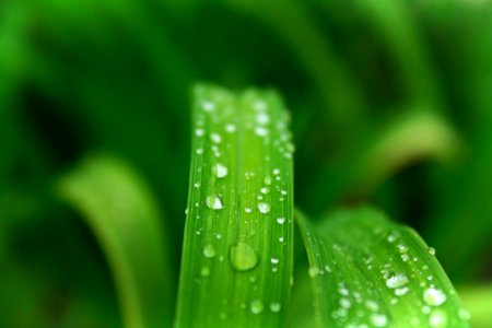 Closeup Photo Of Green Leafed Plant With Water Dew photo