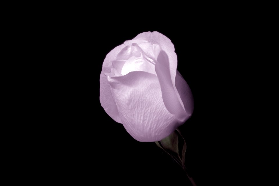 Pink Rose Flower Surrounded By Dark