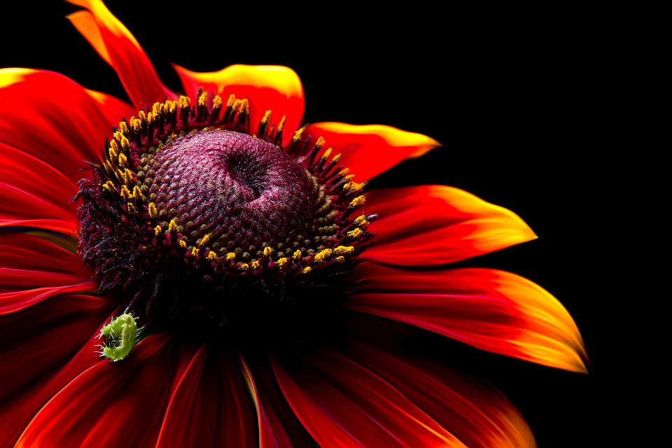 Closeup Photo Of Red-and-yellow Petaled Flower photo