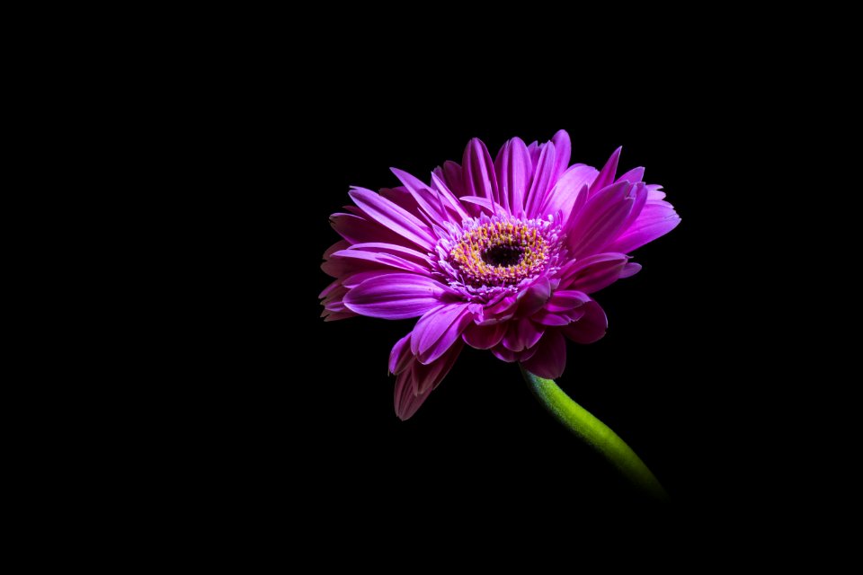 Purple Daisy