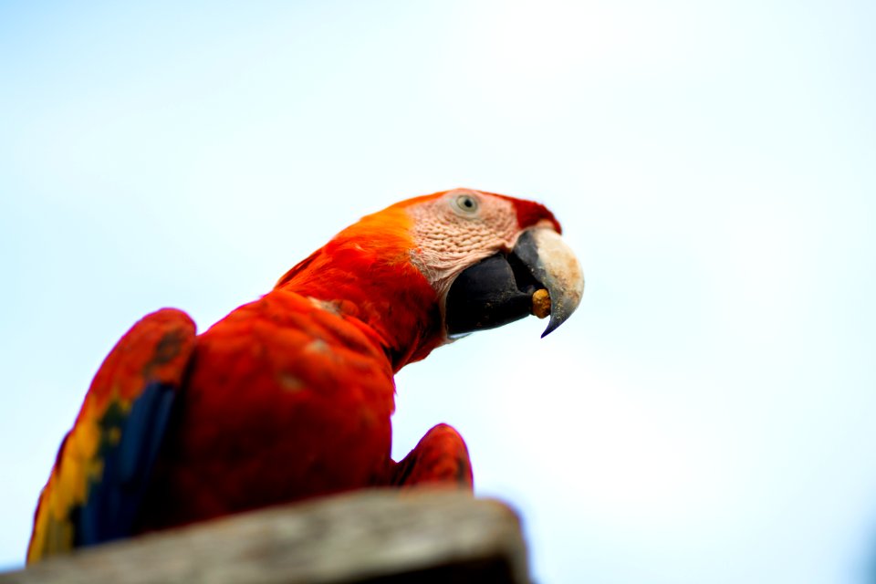 Photo Of A Macau Parrot