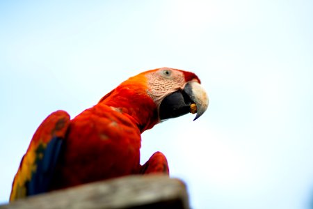 Photo Of A Macau Parrot photo