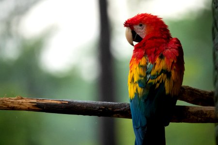 Photo Of Red Blue And Yellow Parrot On Tree Branch photo