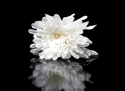 Shallow Focus Photography Of White Flower Reflected On Mirror Surface photo