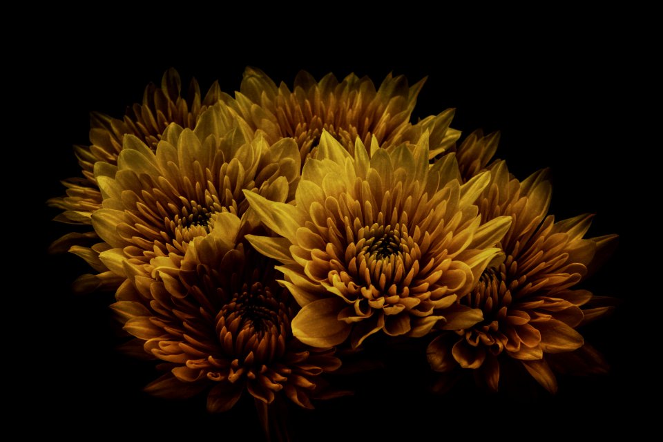 Brown And Yellow Cluster Flowers