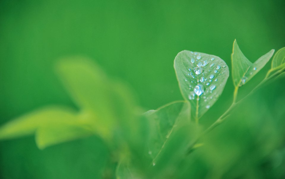 Green Leaf Plant