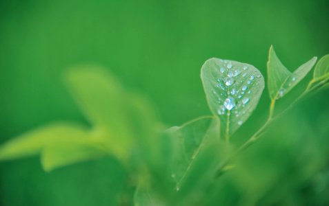 Green Leaf Plant photo