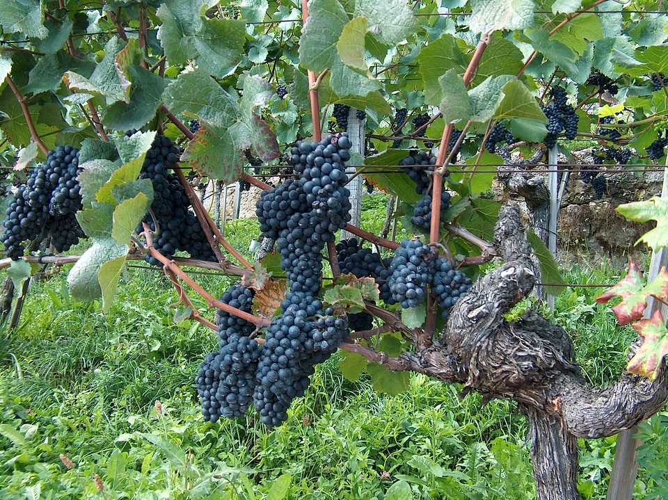 Vines stock blue grapes winegrowing