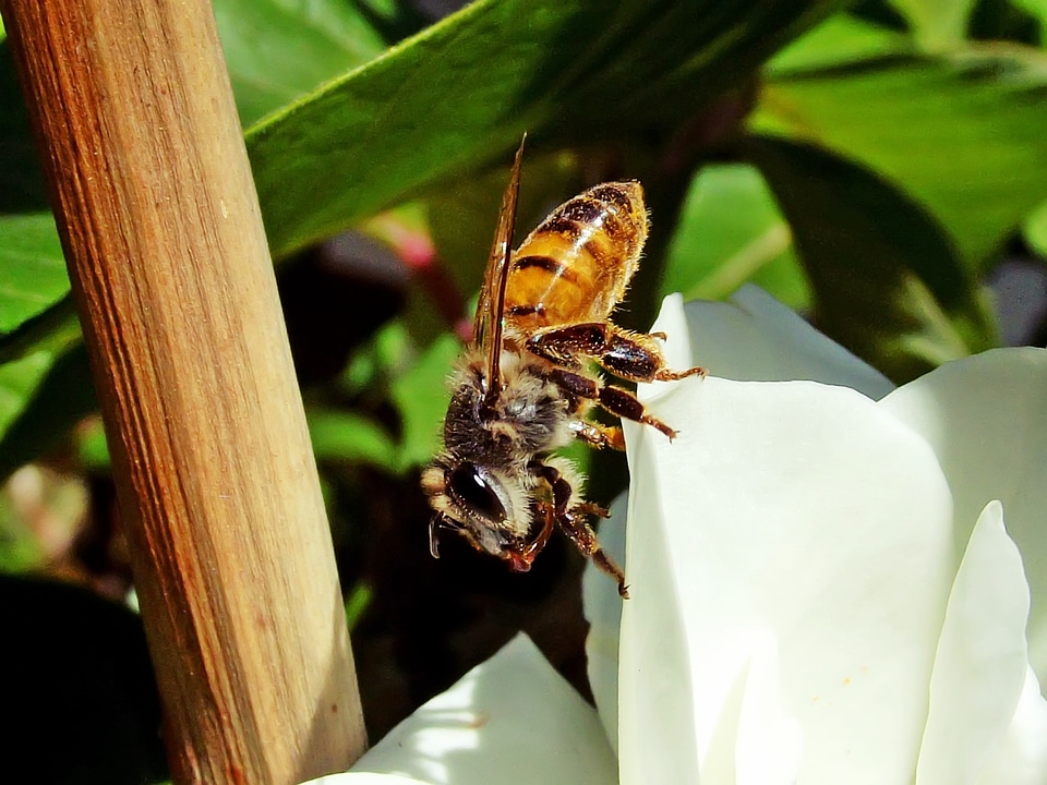 Garden nature insect